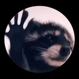 Spin the raccoon 🦡