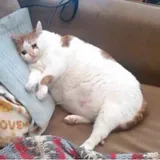 MODusyn on TIKus TOKusyn